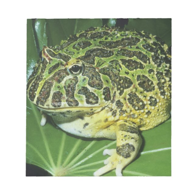 Ornate Horned Frog, (Ceratophrys ornata), Notepad (Front)