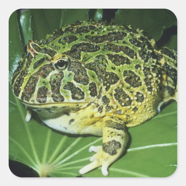 Ornate Horned Frog, (Ceratophrys ornata), Square Sticker (Front)