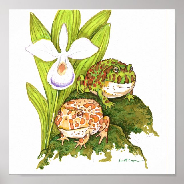 Ornate Horned Frogs Poster (Front)