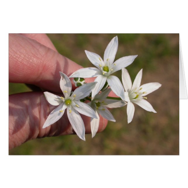 Ornithogalum umbellatum (Front Horizontal)