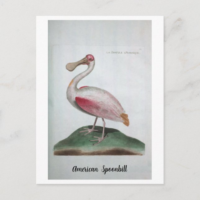  Ornithologie - American Spoonbill Postcard (Front)
