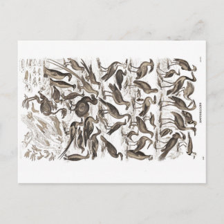 ornithology postcard