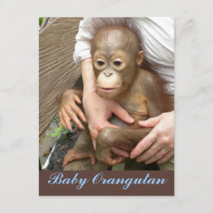 Orphan Baby Orangutan Postcard