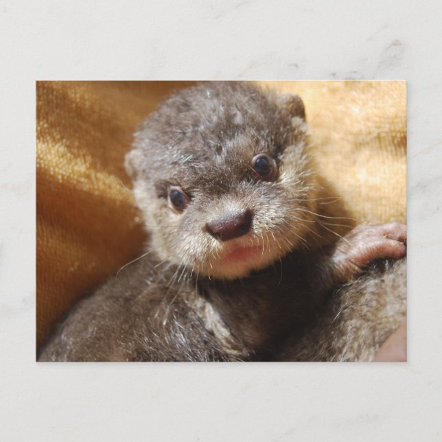 Orphaned otter pup postcard (Front)