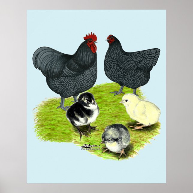 Orpington Blue Chicken Family Poster (Front)