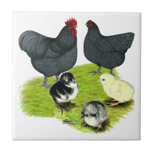 Orpington Blue Chicken Family Tile