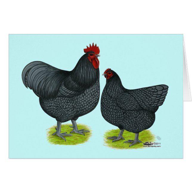 Orpington:  Blue Pair (Front Horizontal)