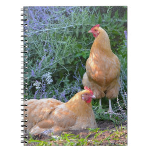 Orpington Hen Notebook