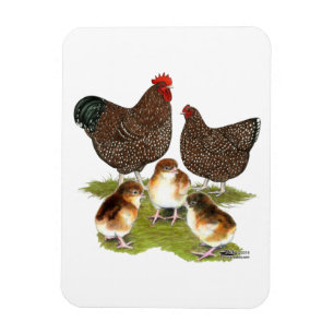 Orpington Jubilee Chicken Family Magnet