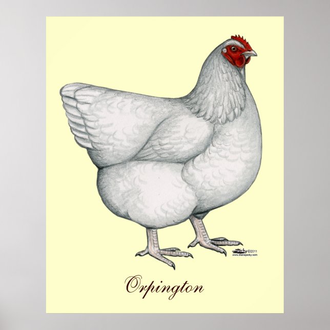 Orpington White Hen Poster (Front)