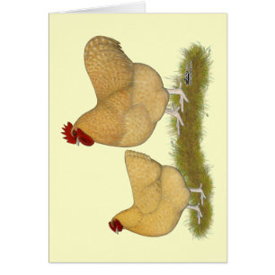 Orpingtons Lemon Cuckoo