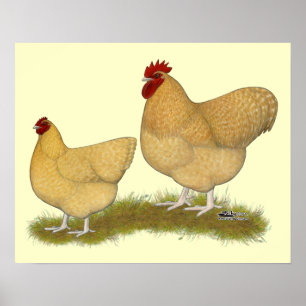 Orpingtons Lemon Cuckoo Poster