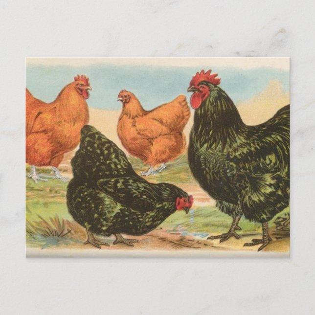 Orpingtons Postcard (Front)