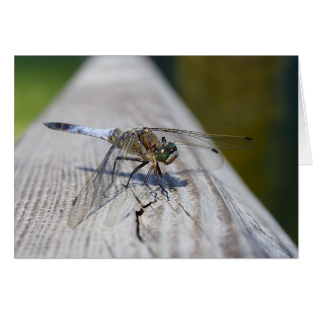 Orthetrum cancellatum (Front Horizontal)