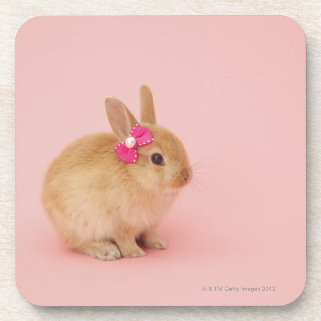 Oryctolagus cuniculus 2 coaster (Front)