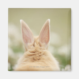 Oryctolagus cuniculus 2 magnet