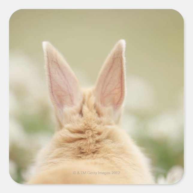 Oryctolagus cuniculus 2 square sticker (Front)