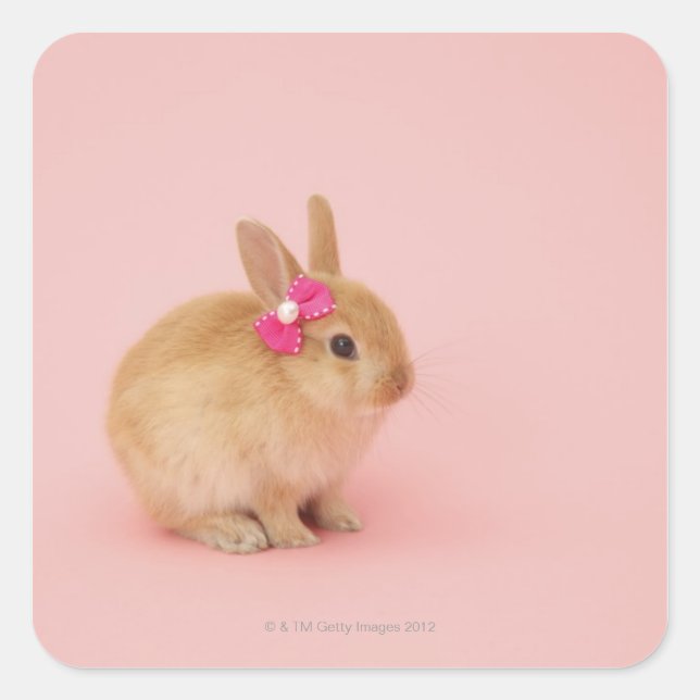 Oryctolagus cuniculus 2 square sticker (Front)