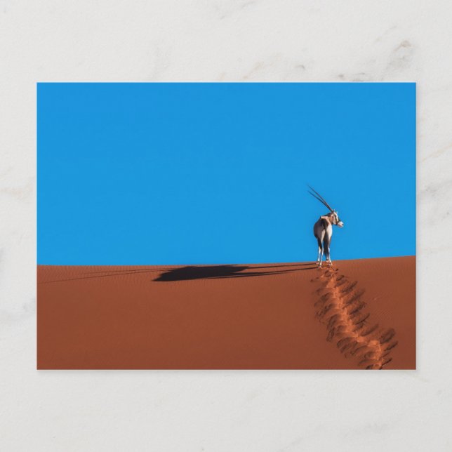 Oryx Antelope at the Namib Desert Postcard (Front)