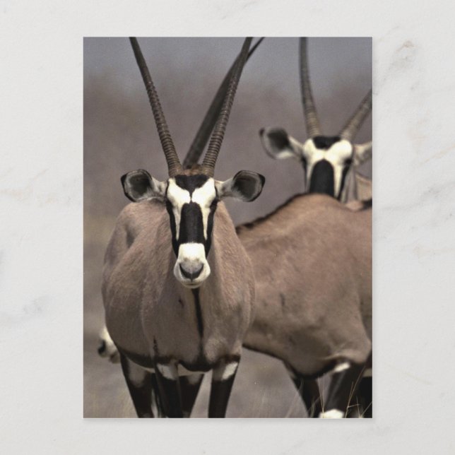 Oryx antelope postcard (Front)