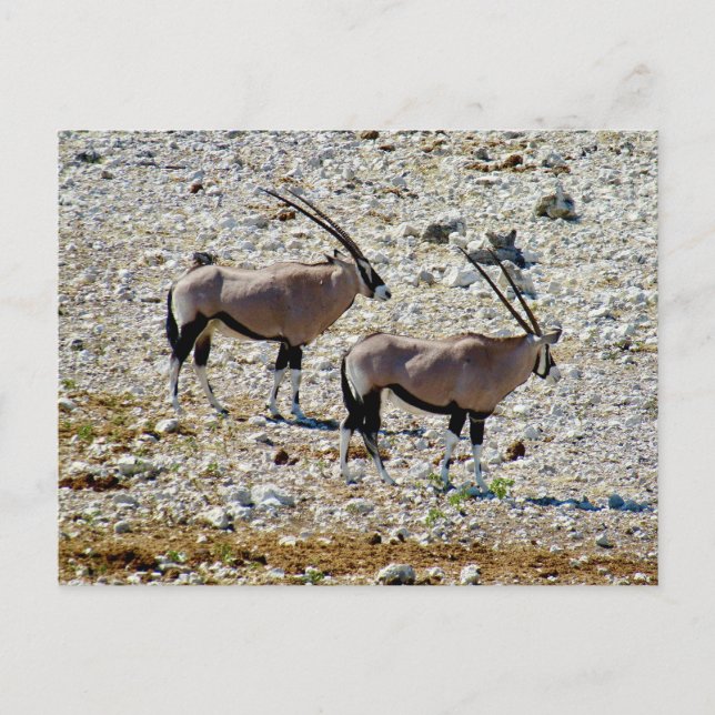oryx etosha  postcard (Front)