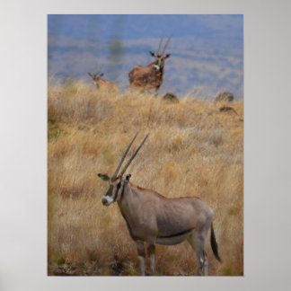 Oryx in Africa  Poster