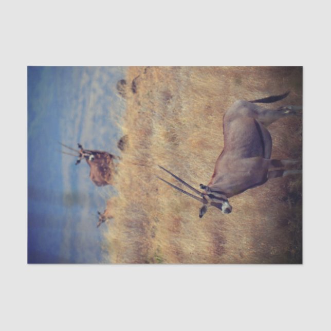 Oryx in Africa Tissue Paper (Front)