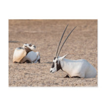 Oryxes in the Desert