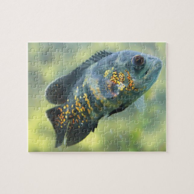 Oscar Fish Jigsaw Puzzle (Horizontal)