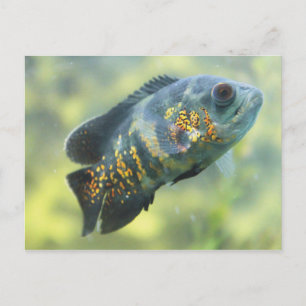 Oscar Fish Postcard
