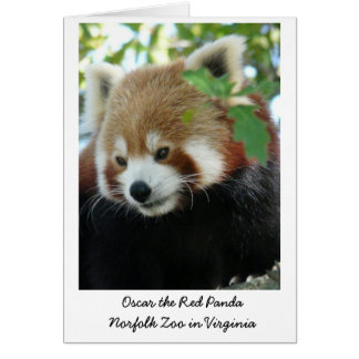 Oscar the Red Panda