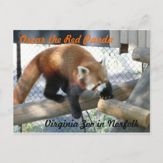 Oscar the Red Panda at the Norfolk Zoo Postcard
