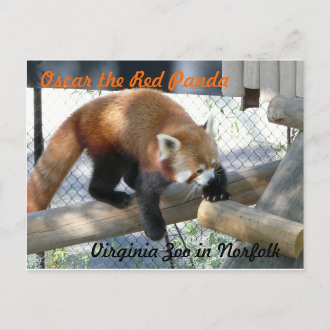 Oscar the Red Panda at the Norfolk Zoo Postcard (Front)