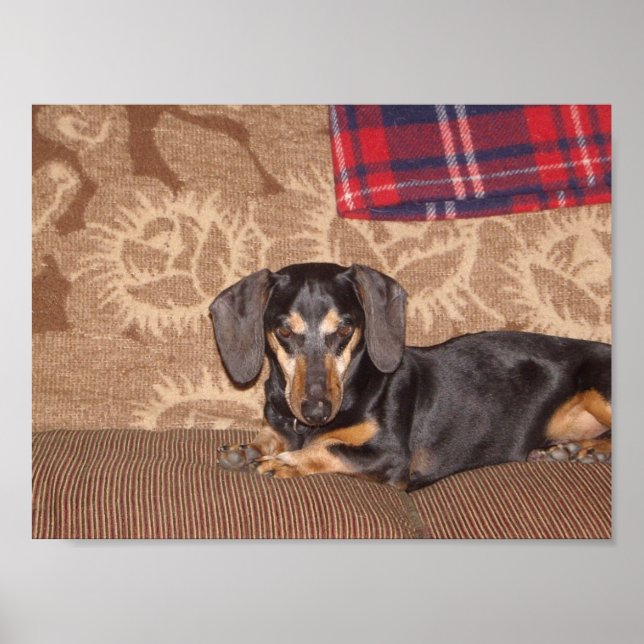 Oscar Wiener Dog Poster (Front)