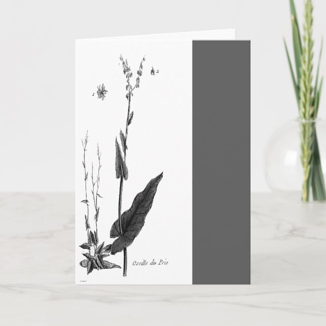 Oseille des Prés Card (Front)