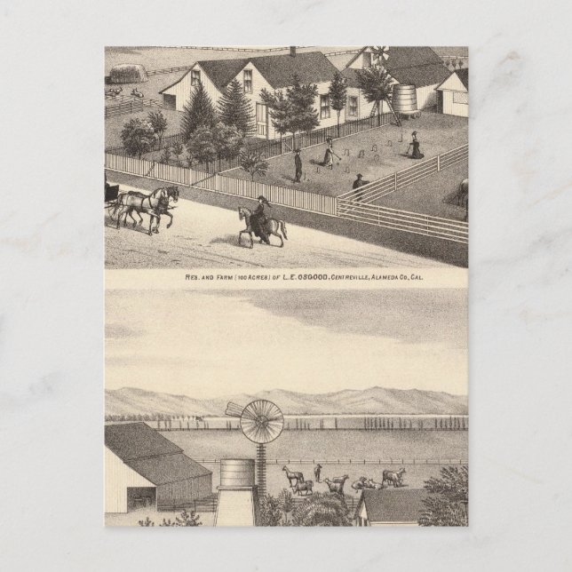 Osgood, Cameron residences, farms Postcard (Front)