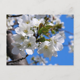 Oshima Cherry Blossoms [Postcard] Postcard