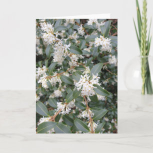 Osmanthus Burkwoodii in the Park Card