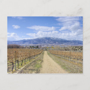Osoyoos Vineyard View Postcard