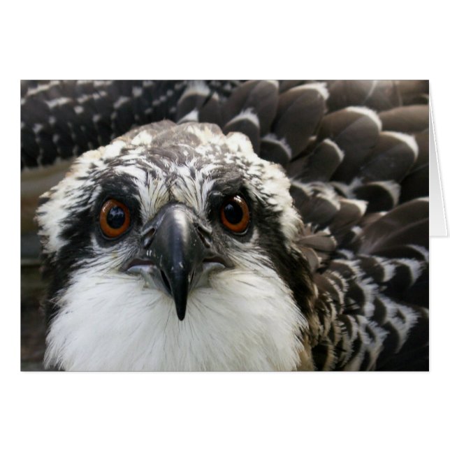 Osprey (Front Horizontal)