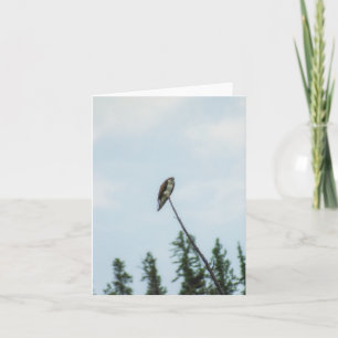 Osprey 9028 card