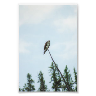 Osprey 9028 photo print