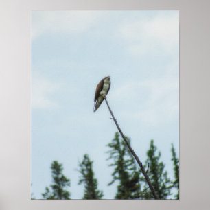 Osprey 9028 poster