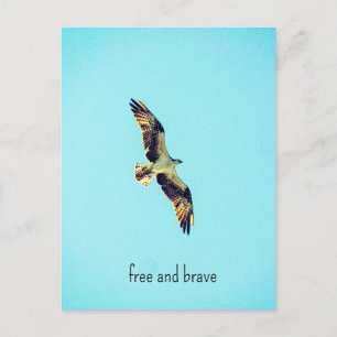 Osprey art holiday postcard