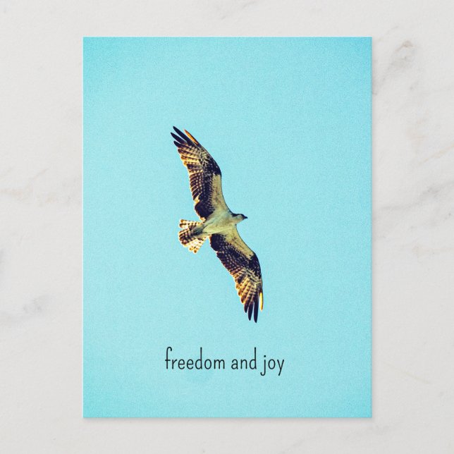 Osprey art postcard (Front)