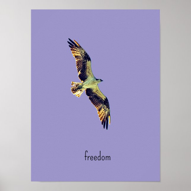 Osprey art poster (Front)