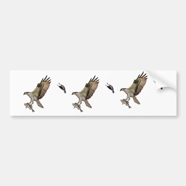 Osprey being chased by a red winged blackbird bumper sticker (Front)