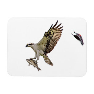 Osprey being chased by a red winged blackbird magnet