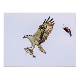 Osprey being chased by a red winged blackbird photo print