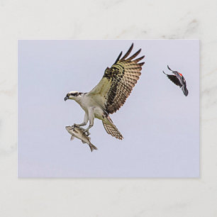 Osprey being chased by a red winged blackbird postcard